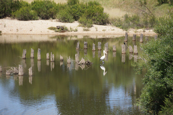 Stratford Car Bridge | Princes Hwy, Stratford VIC 3862, Australia