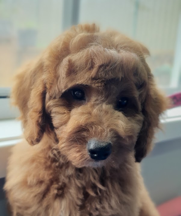 Rysup Dog Grooming | 10 Campbell St, Ellalong NSW 2325, Australia | Phone: 0425 807 519