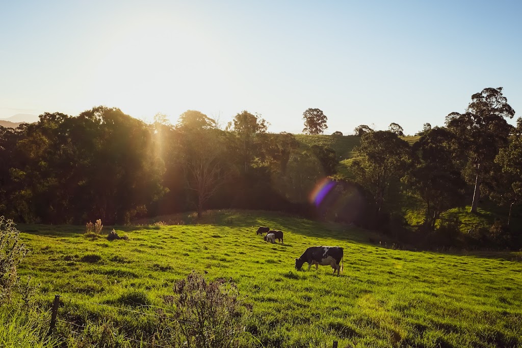 Wells Beef Shorthorn Stud | 132 Clarkes Rd, Greendale NSW 1116, Australia | Phone: 0408 022 225