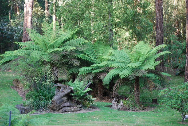 Riverside Estate Noojee | 125 School Rd, Noojee VIC 3833, Australia | Phone: 0434 999 000