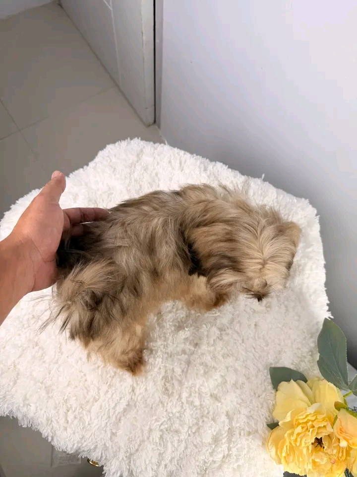 POLINAS SHIHTZU PUPPIES FOR REHOMING | St Georges Terrace, St George QLD 4487, Australia | Phone: (570) 597-3342