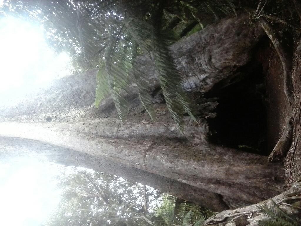 Blue Tier Forest Reserve | park | Tasmania, Australia