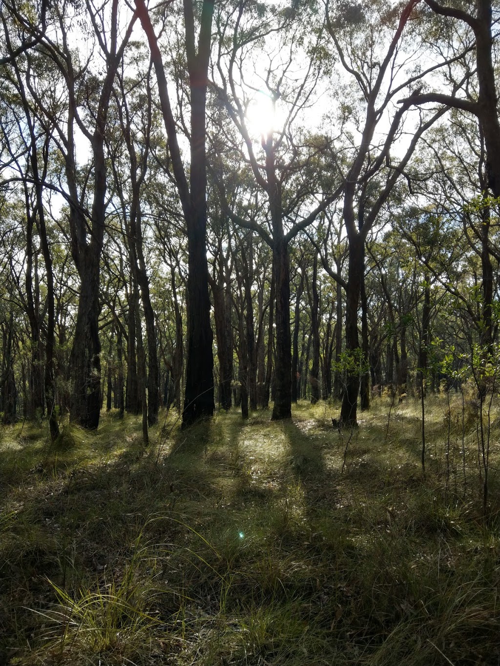 Edward Hunter Heritage Bush Reserve | park | Moe VIC 3825, Australia | 1300367700 OR +61 1300 367 700