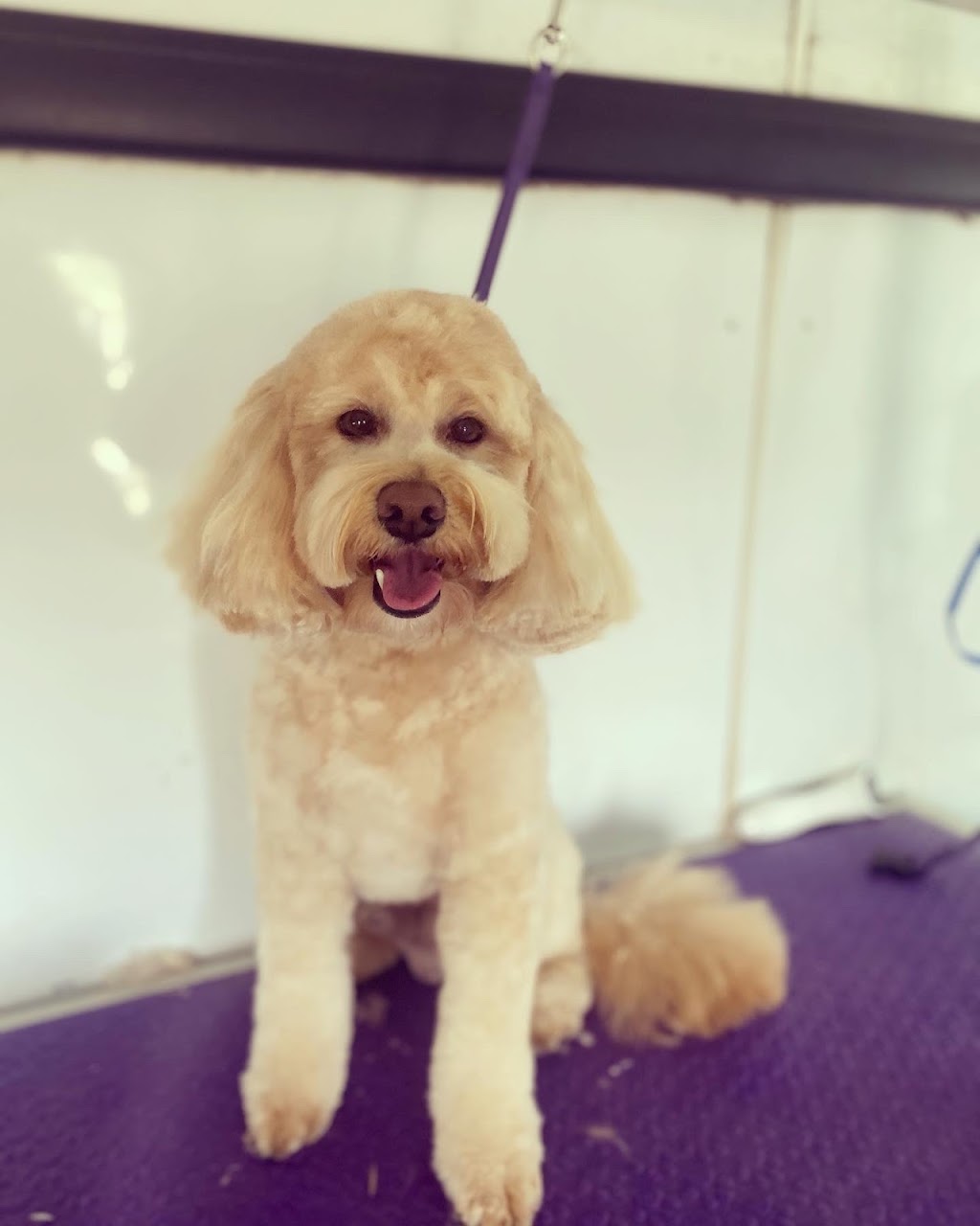 Scruff to Fluff Grooming & Pet Supplies | 8020 Goulburn Valley Hwy, Kialla VIC 3631, Australia | Phone: 0412 708 616