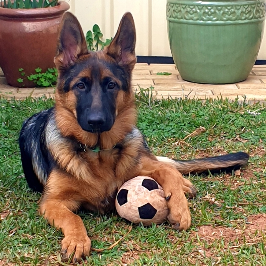 Live Love Bark - Dog Grooming and Training | 65 Ascot Ave, Munno Para West SA 5115, Australia | Phone: 0484 256 144