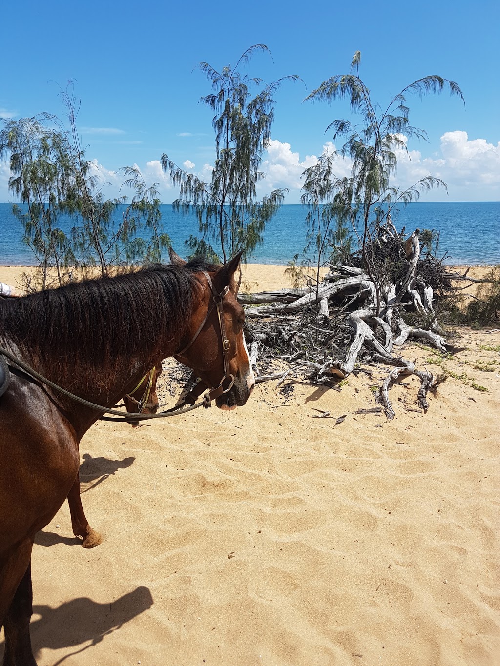 Horseshoe Bay Ranch | travel agency | 38 Gifford St, Horseshoe Bay QLD 4819, Australia | 0747785109 OR +61 7 4778 5109