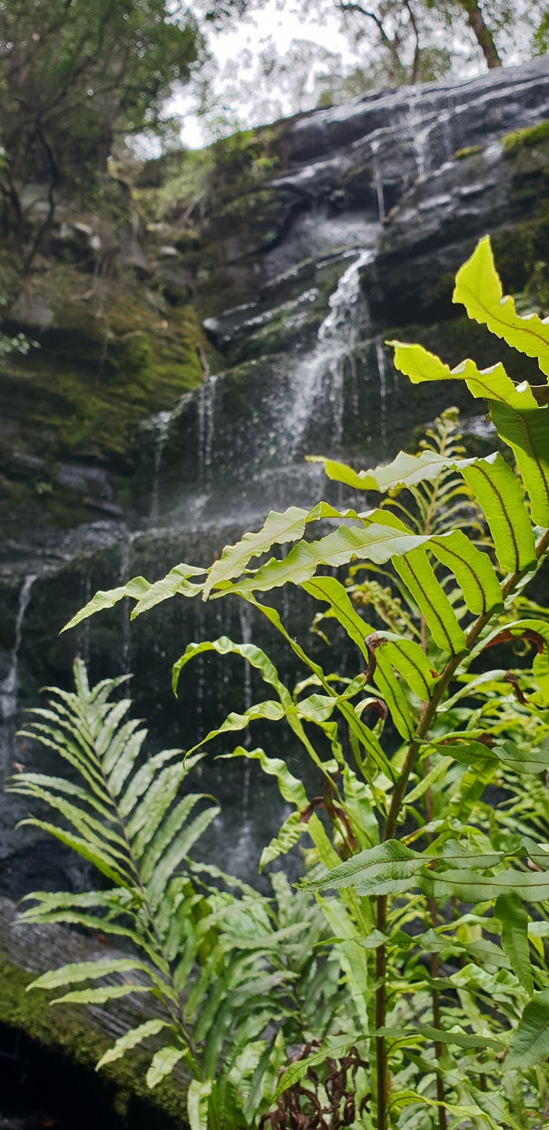 Henderson Falls | Henderson Track, Lorne VIC 3232, Australia | Phone: 13 19 63