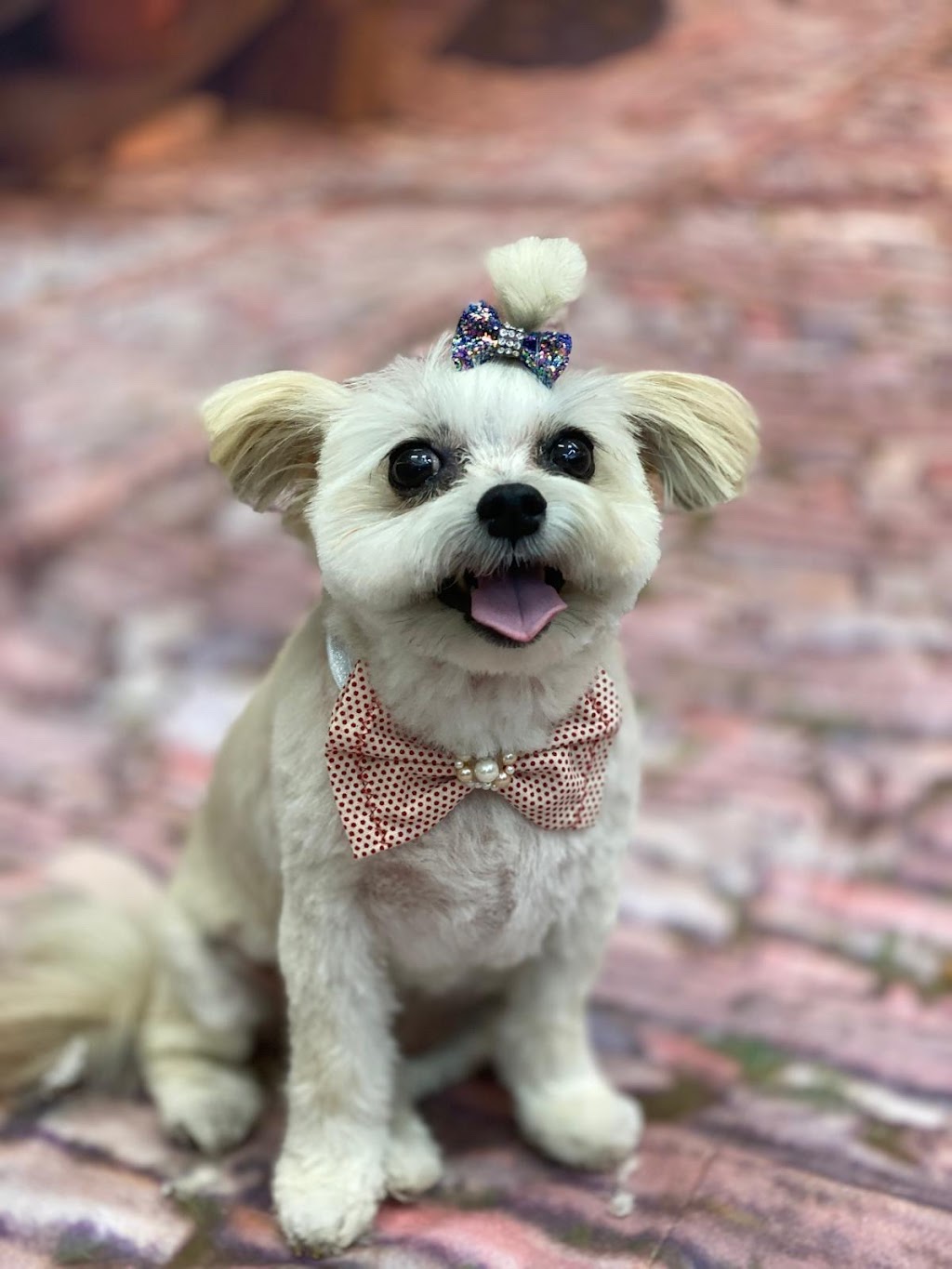 Dog N Grooming | 85 Domain Dr, Batesford VIC 3213, Australia | Phone: 0450 155 603 Dog N Grooming | 85 Domain Dr, Batesford VIC 3213, Australia | Phone: 0450 155 603