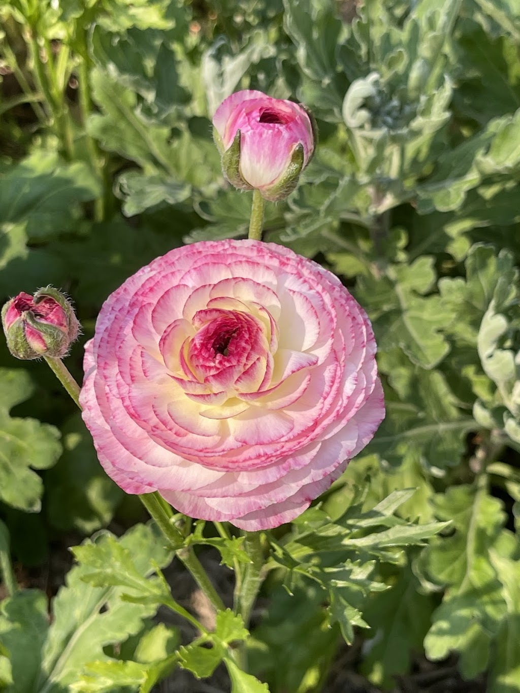 Tannorwood Flower Farm | 80 Dooralong Rdg Dr, Dooralong NSW 2259, Australia | Phone: 0402 299 319