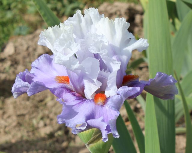 Ferndale Iris And Daylily Nursery |  | 85 Caloola Rd, Newbridge NSW 2795, Australia | 0263681058 OR +61 2 6368 1058