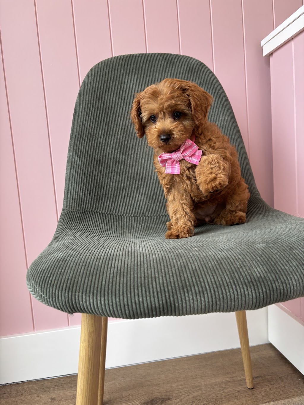 Puppy Love Dog Grooming | 15 Honeybee Cres, Calderwood NSW 2527, Australia | Phone: 0468 921 883