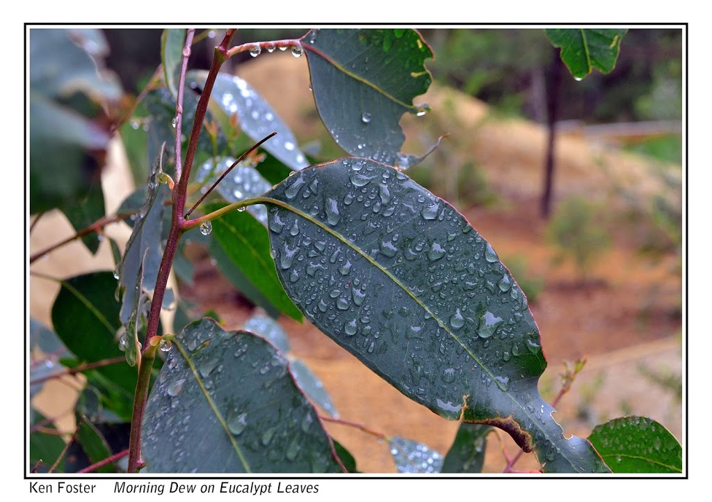 Eurobodalla Regional Botanic Gardens | park | Deep Creek Dam Dr, Batemans Bay NSW 2536, Australia | 0244712544 OR +61 2 4471 2544