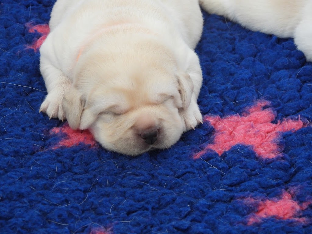 Dowlfalls Labradors | 102 Dowlings Falls Rd, Toorooka NSW 2440, Australia | Phone: 0428 671 252