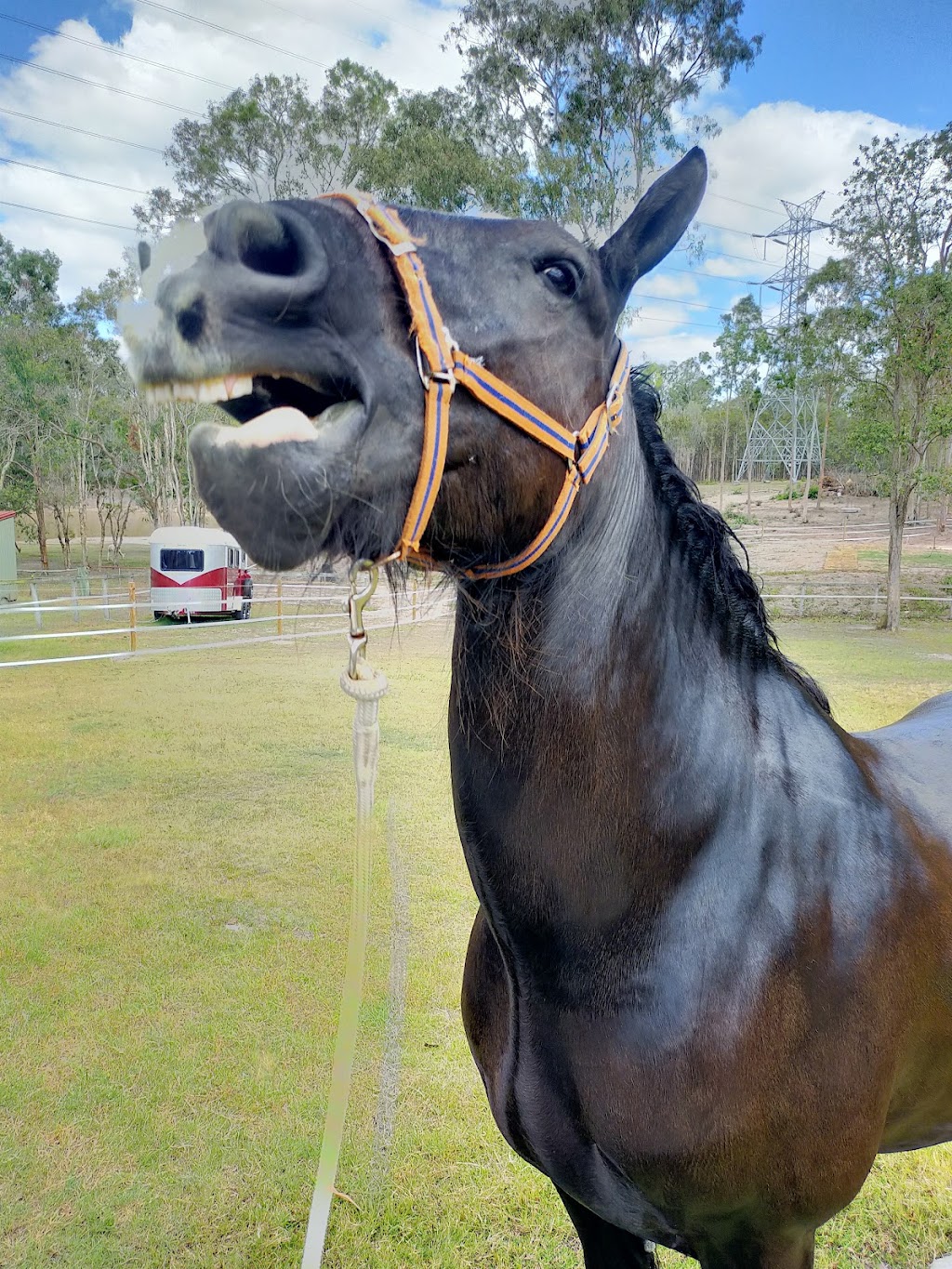 Zamunda Park Equine Services | 967 Stockleigh Rd, Stockleigh QLD 4280, Australia | Phone: 0427 166 164 Zamunda Park Equine Services | 967 Stockleigh Rd, Stockleigh QLD 4280, Australia | Phone: 0427 166 164