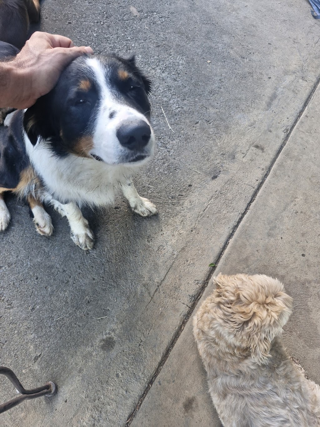 Canine Revolution Dog Training Coffs Harbour | 36 Upper Orara Rd, Karangi NSW 2450, Australia | Phone: 0414 251 177