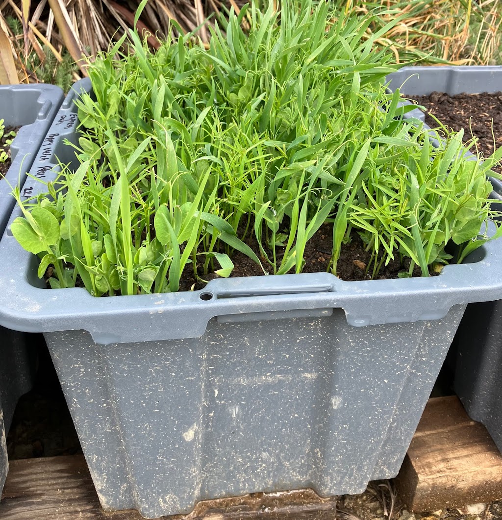 Hickseeds | 535 Torwood-Topiram Rd, Torwood VIC 3821, Australia | Phone: 0407 308 089