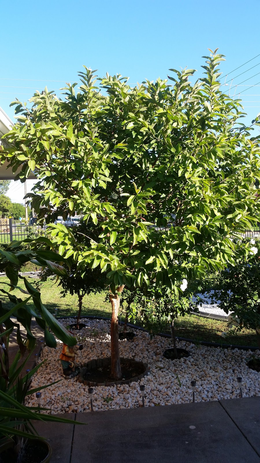 Perrys Fruit & Nut Nursery |  | 139 McLaren Flat Rd, McLaren Flat SA 5171, Australia | 0883830268 OR +61 8 8383 0268