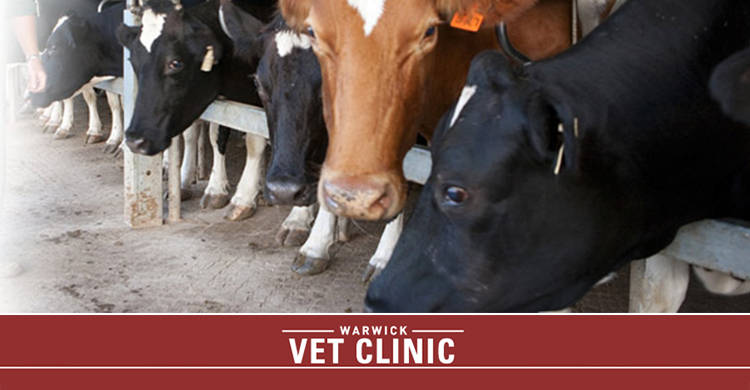 Allora Veterinary Clinic | veterinary care | 60 Herbert St, Allora QLD 4362, Australia | 0746663127 OR +61 7 4666 3127