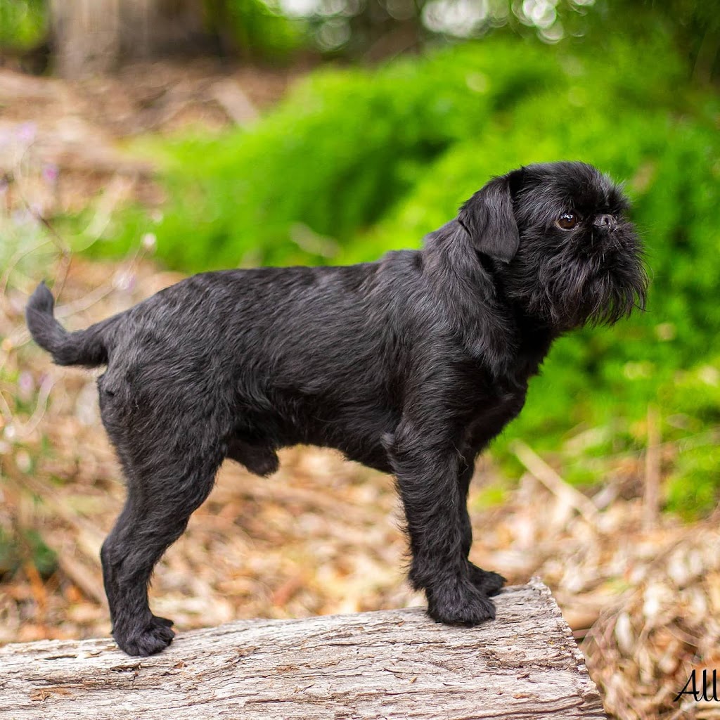 Pup Culture Dog Grooming | 339 Windsor Rd, Vineyard NSW 2765, Australia | Phone: 0413 177 866