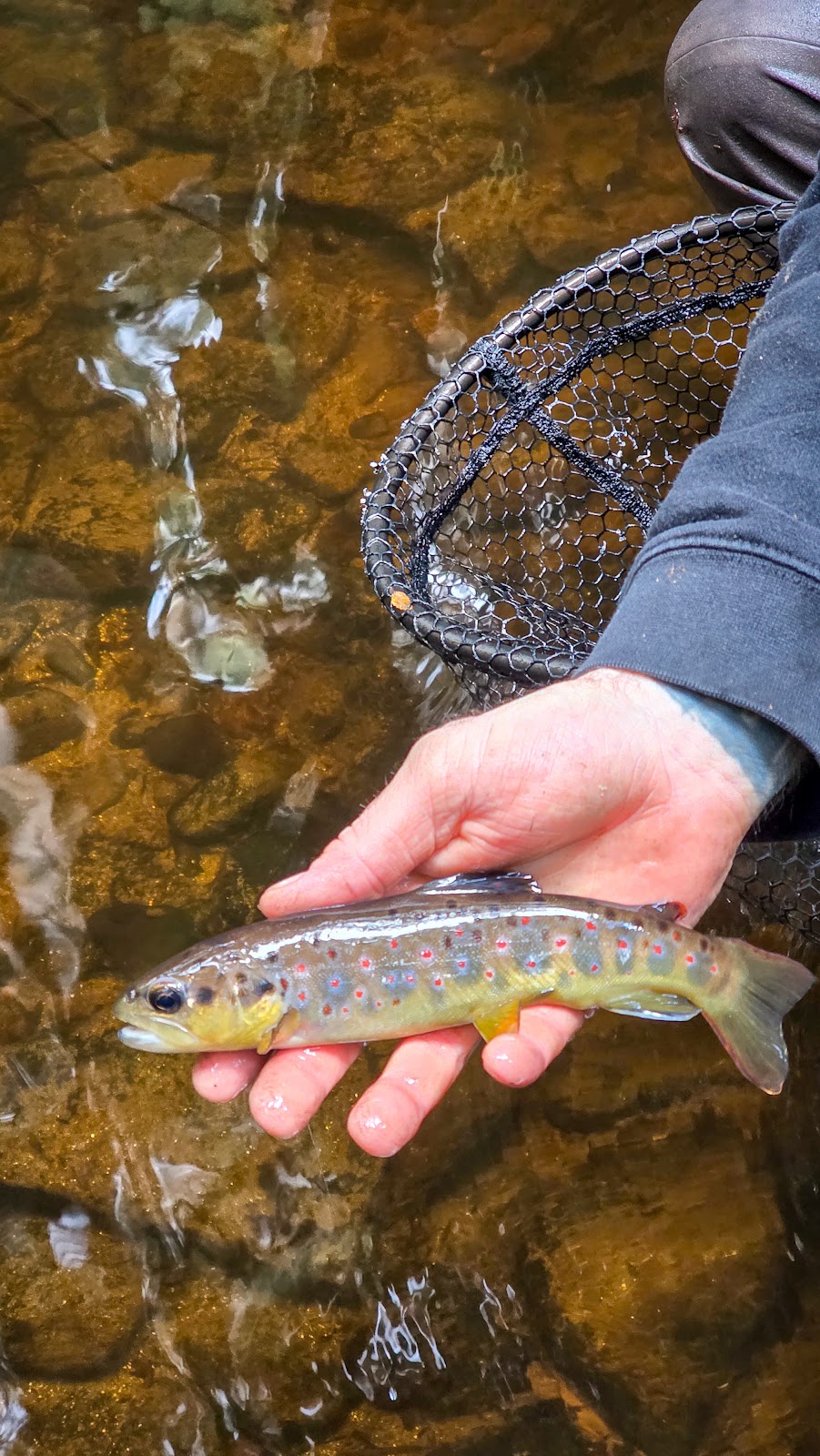 Baw Baw Fly Fisher | 2123 Willow Grove Rd, Hill End VIC 3825, Australia | Phone: 0466 446 533