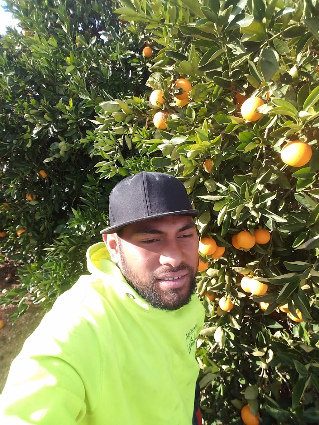 SS Citrus Supply |  | 366 Citrus Dr, Dareton NSW 2717, Australia | 0350274406 OR +61 3 5027 4406