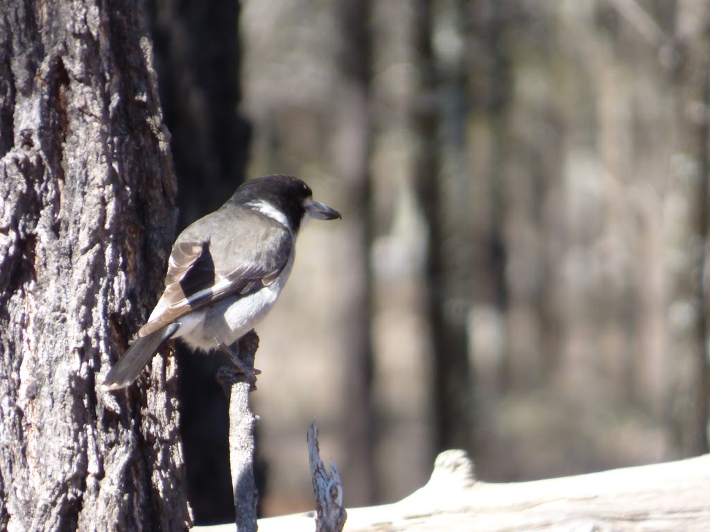 Beni Cca Zone 3 State Conservation Area | Dubbo NSW 2830, Australia