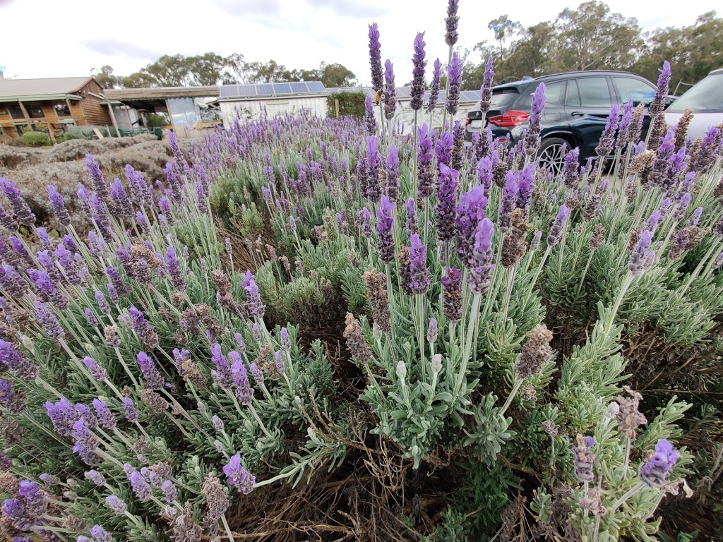 Warratina Lavender Farm | 105 Quayle Rd, Wandin North VIC 3139, Australia | Phone: (03) 5964 4650