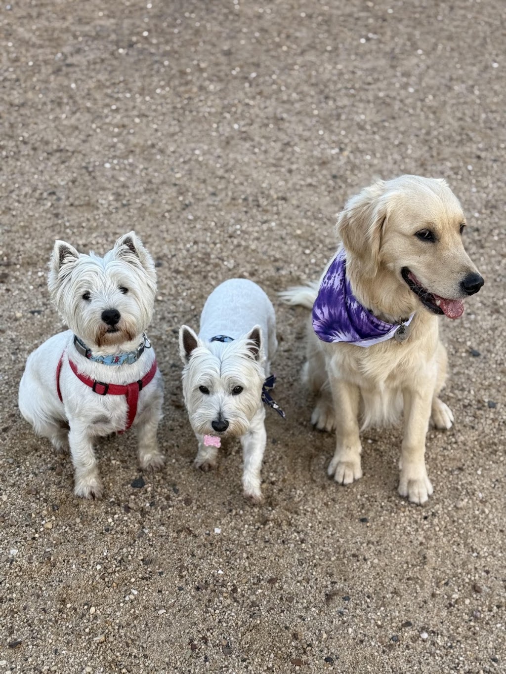 Woof N Run | 10 Ontario St, Clyde VIC 3978, Australia | Phone: 0438 318 626