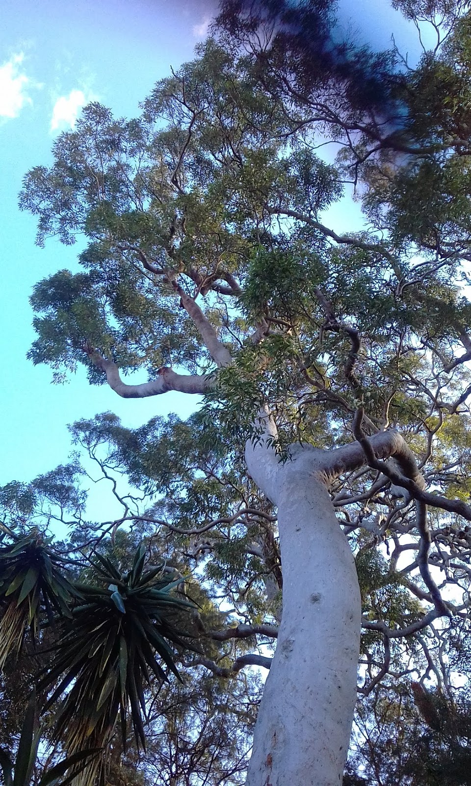 JD tree care |  | 38 Forest Rd, Umina Beach NSW 2257, Australia | 0406516775 OR +61 406 516 775