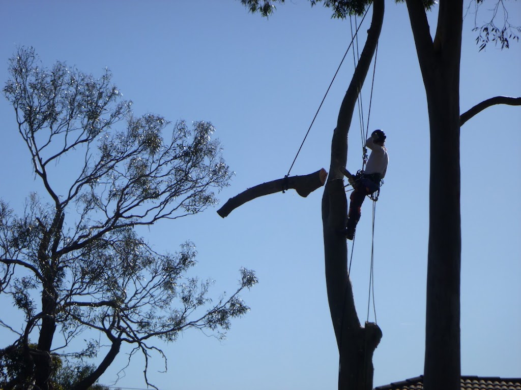 OConnors Tree Services | 66 Anthony St, Langwarrin VIC 3910, Australia | Phone: 0408 759 045