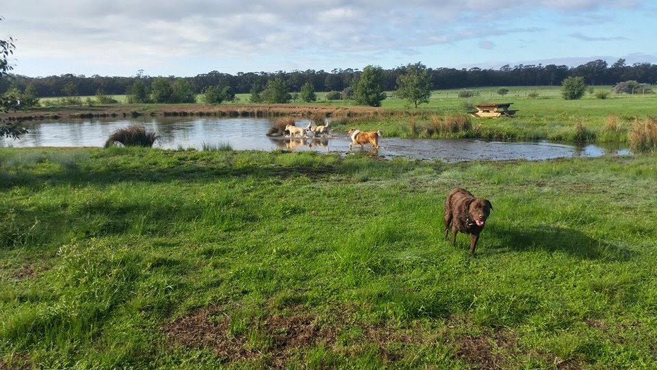 Toolleen Country Retreat | veterinary care | 1452 Toolleen-Axedale Rd, Toolleen VIC 3551, Australia | 0354336259 OR +61 3 5433 6259