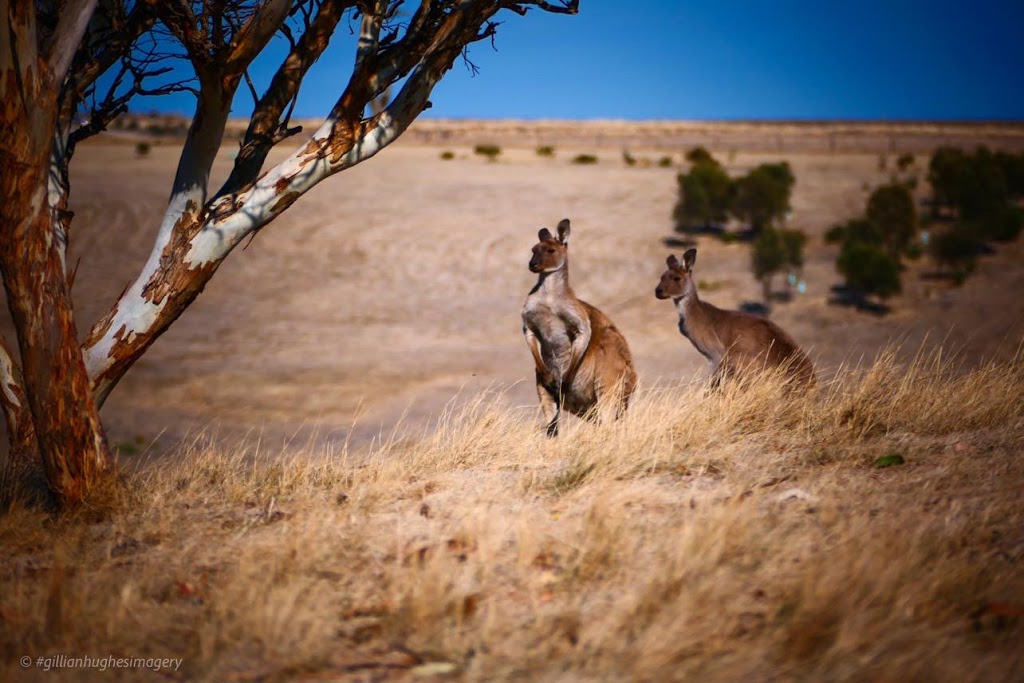 Lessismore Farm | food | 388 Forktree Rd, Myponga Beach SA 5202, Australia | 0409679054 OR +61 409 679 054