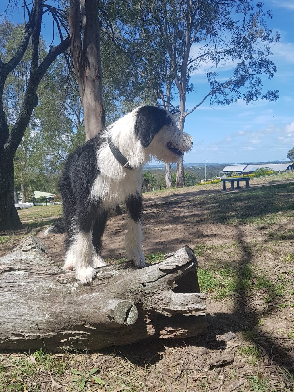 Ormeau #2 Fenced Agility Dog Park | park | 9-11 Vennor Dr, Ormeau QLD 4208, Australia