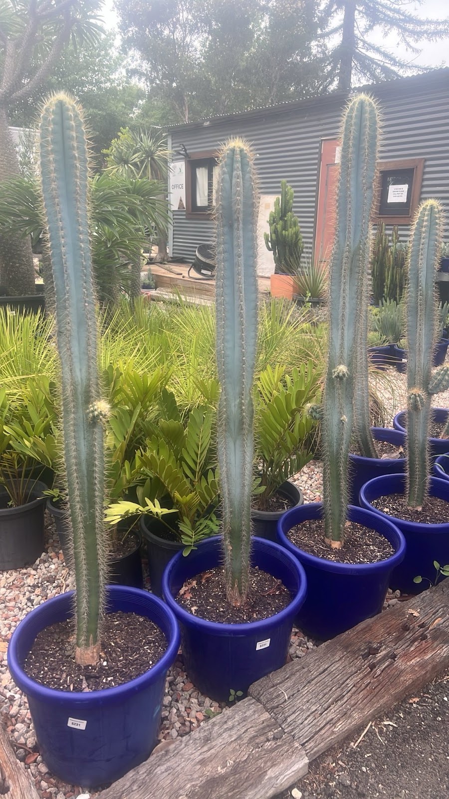 Explosive Growth Nursery | 218 Annangrove Rd, Annangrove NSW 2156, Australia | Phone: 0405 426 919