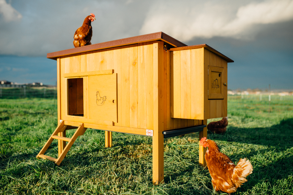 Talking Hens | pet store | 3590 Frankston - Flinders Rd, Merricks VIC 3916, Australia | 0406691231 OR +61 406 691 231