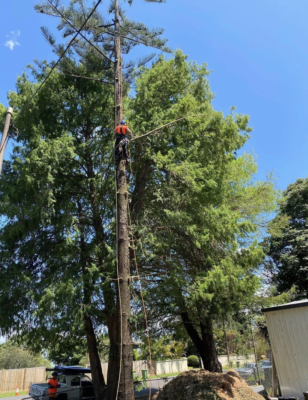 True Vine Tree Works | Lot 1/297 Arthur Summervilles Rd, Karalee QLD 4074, Australia | Phone: 0458 535 287