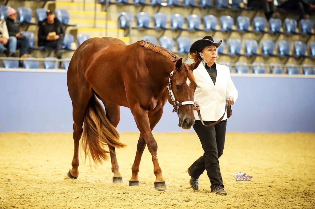 Boutique Show Horses | 251 Spring Flat S Ln, Spring Flat NSW 2850, Australia | Phone: 0428 550 615