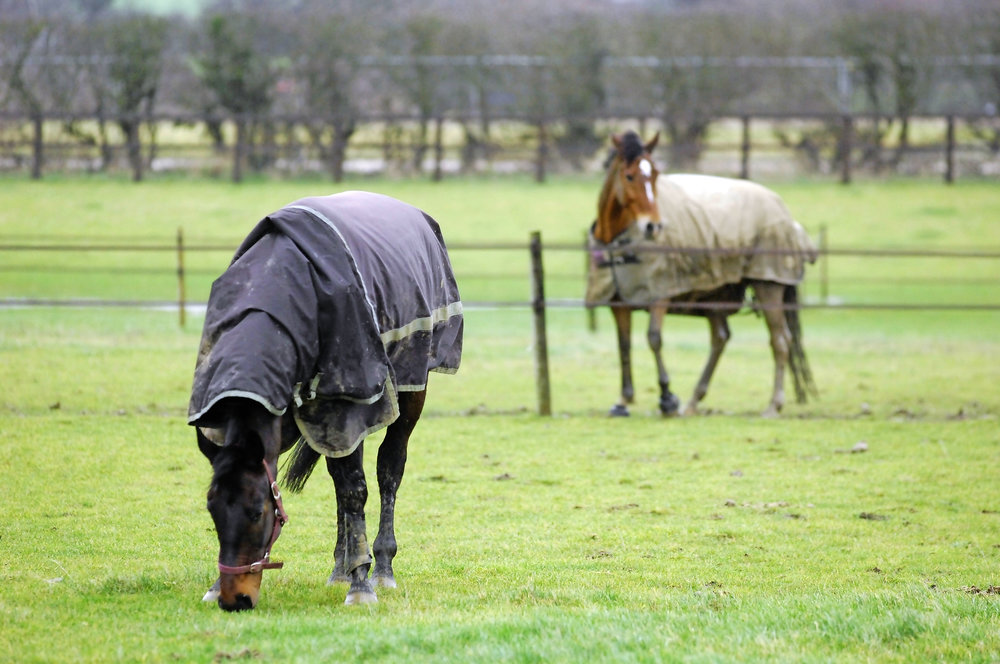 Douglas Horse Services | 158 Purdons Ln, OConnell NSW 2795, Australia | Phone: 0429 151 551