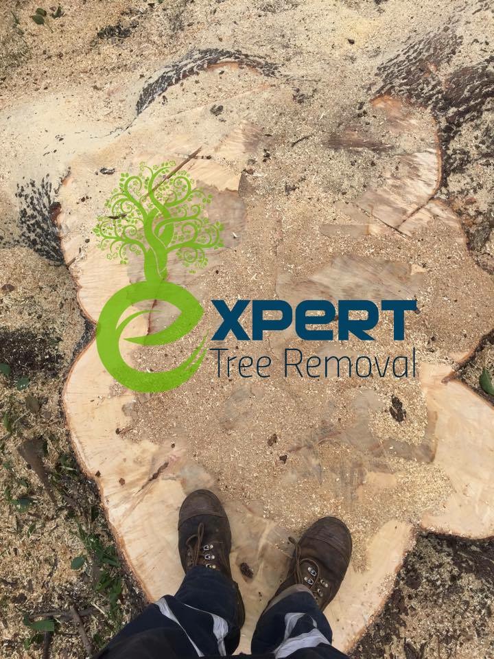 Expert Tree Removal | 19 Scarvell Ave, Mcgraths Hill NSW 2756, Australia | Phone: 0490 365 841