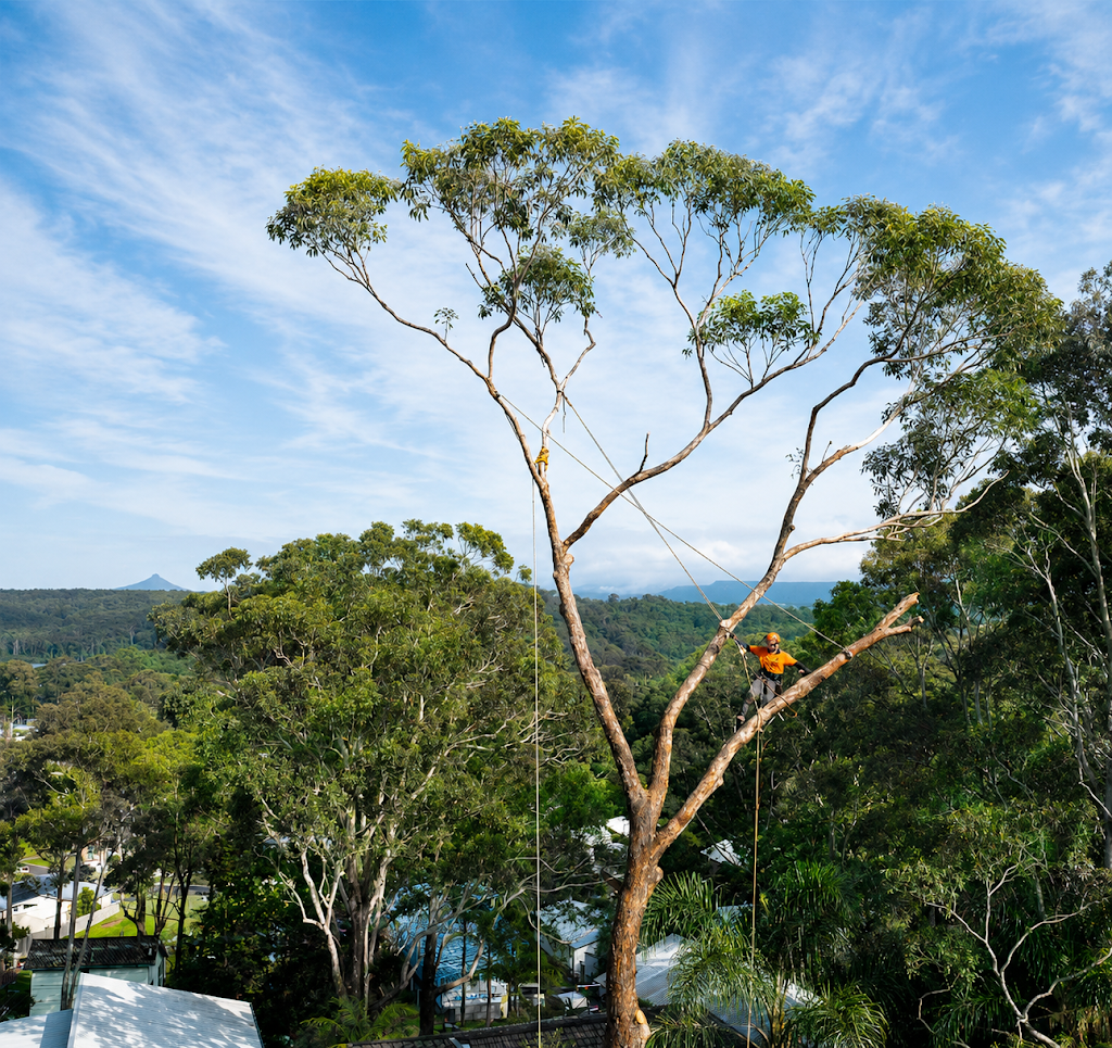 SAWWBONES ARBORICULTURE | 13 Aries Pl, Narrawallee NSW 2539, Australia | Phone: 0481 190 566