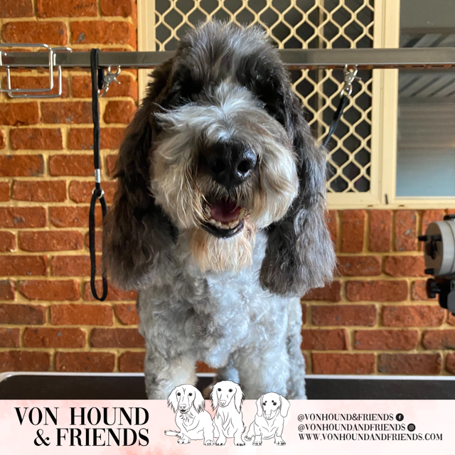 Von Hound and Friends | 19 Federation Dr, Bungalora NSW 2486, Australia | Phone: 0428 198 068