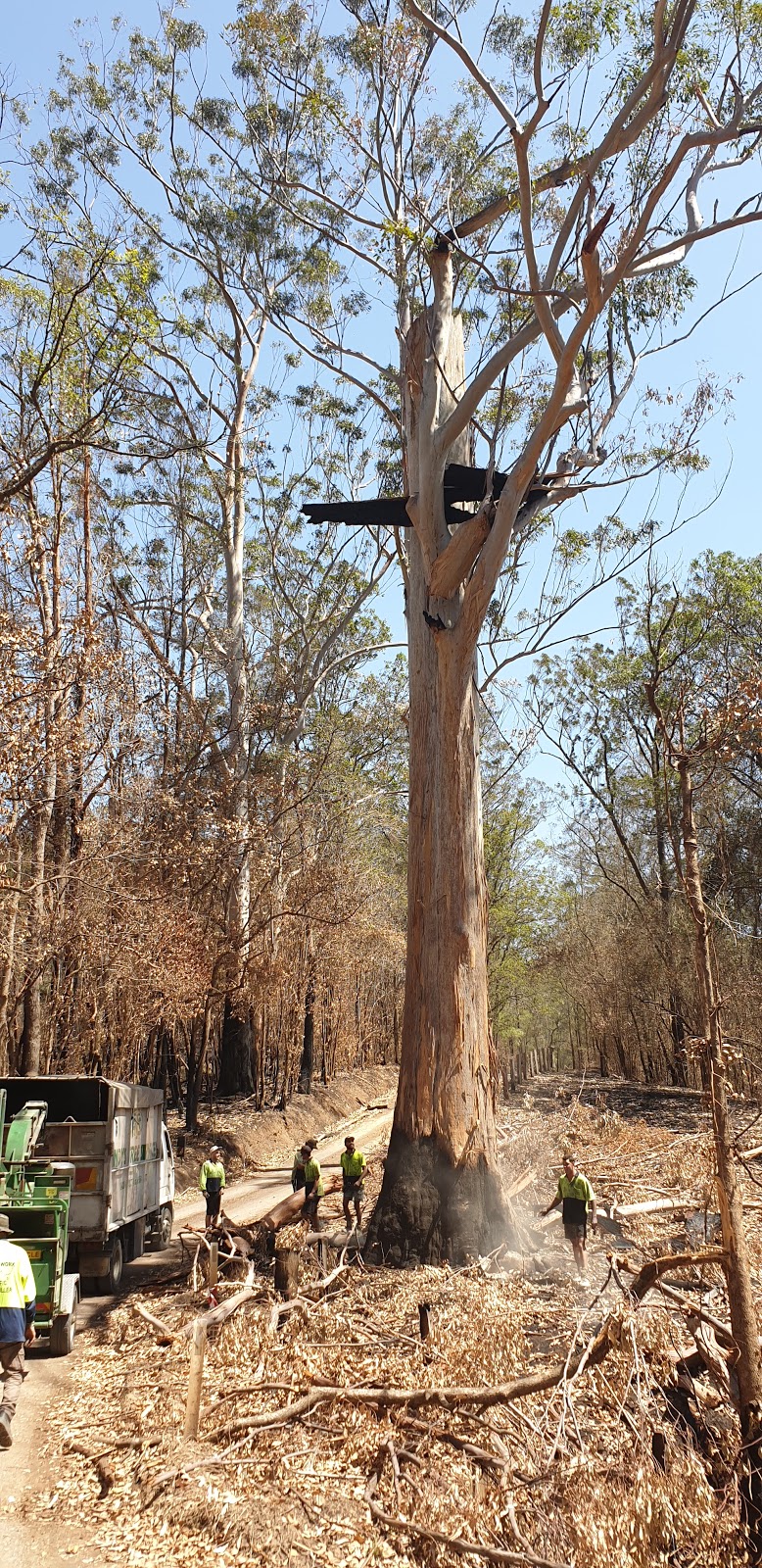 Andys Tree Service | general contractor | 154 Failford Rd, Failford NSW 2430, Australia | 0428603774 OR +61 428 603 774