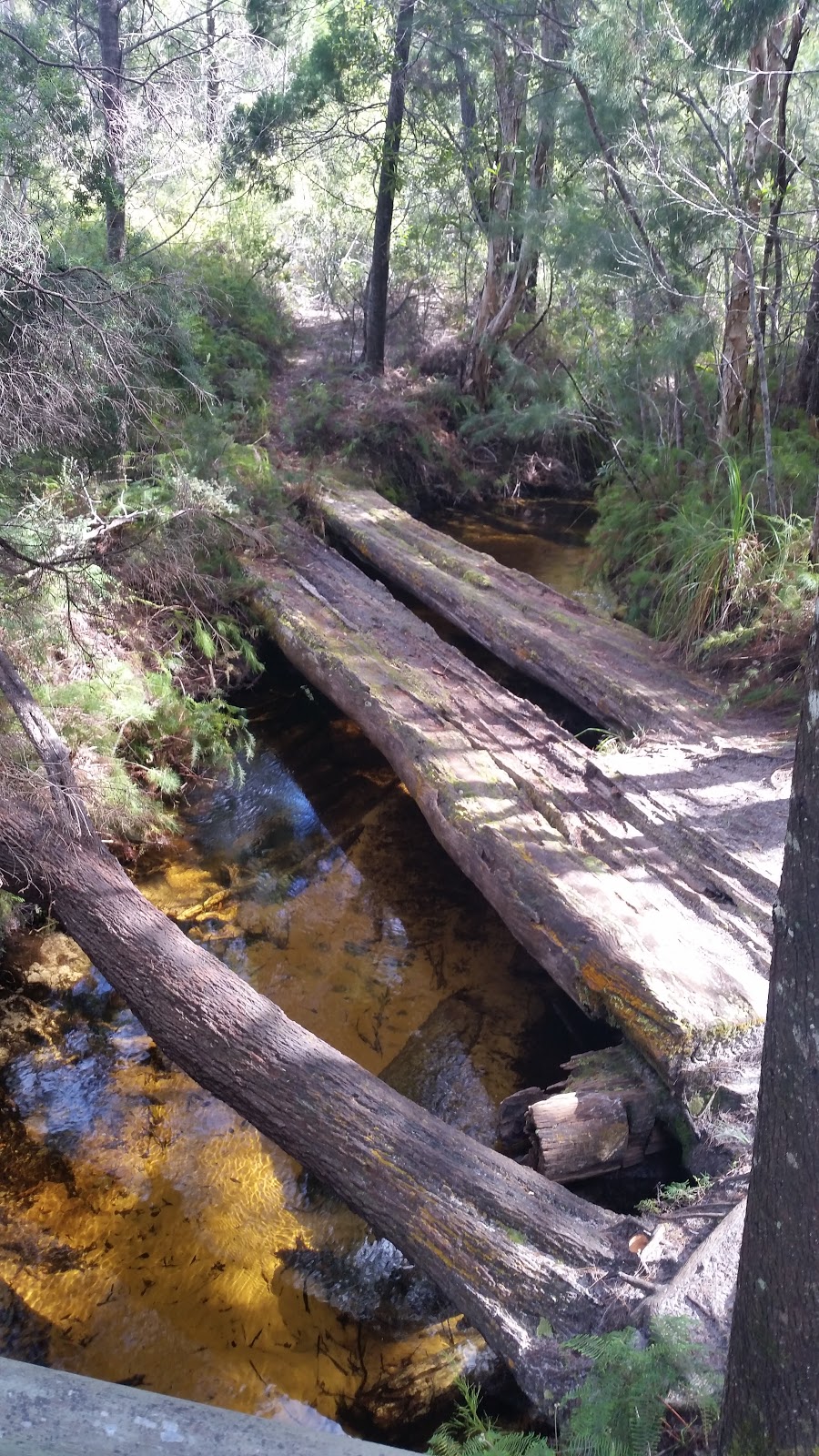 Searys Creek Day Use Area | park | Great sandy national park, Cooloola QLD 4580, Australia