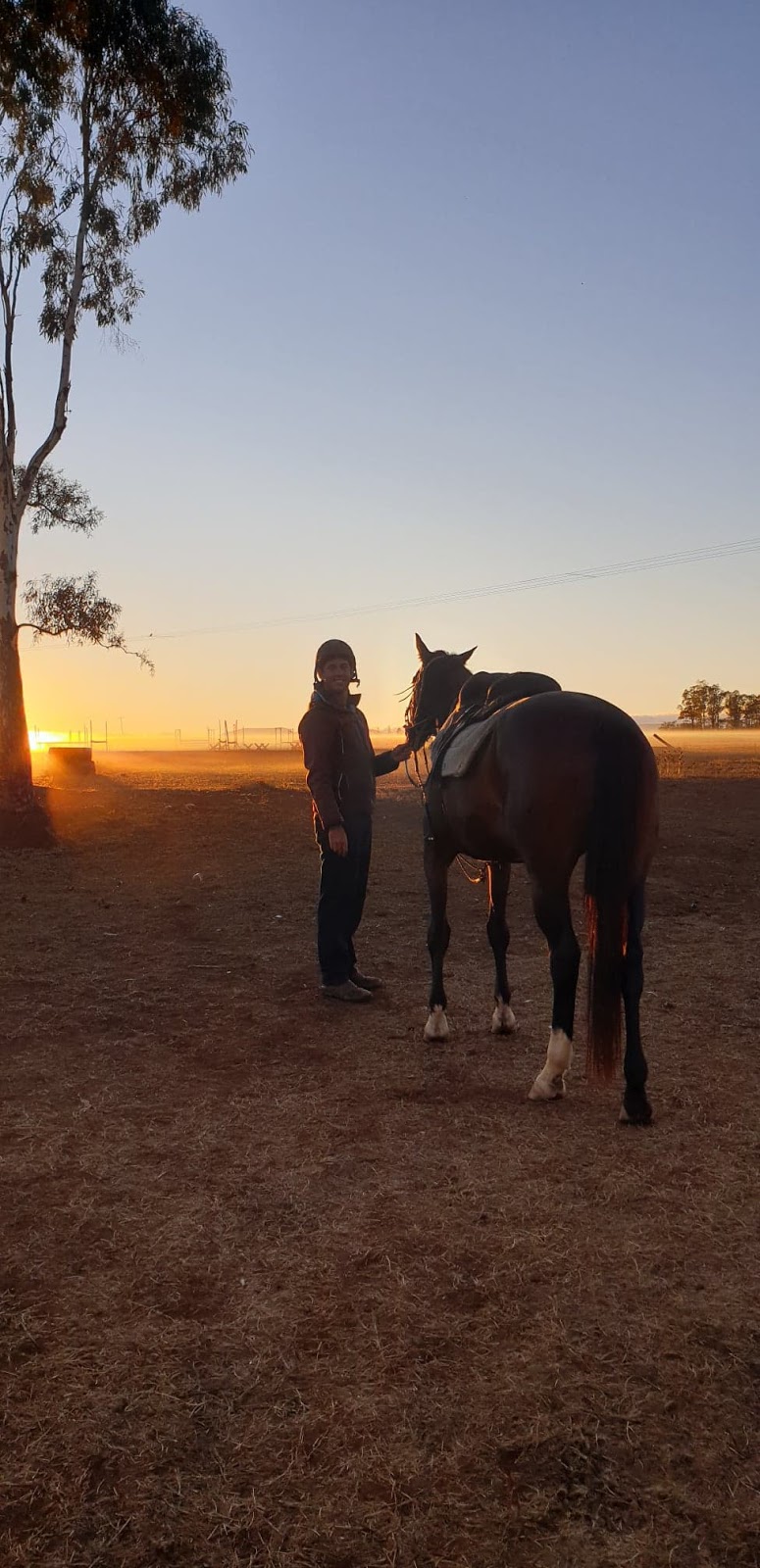 Warrego Warmblood Stud | 11 Roona Rd, Junabee QLD 4370, Australia | Phone: 0404 545 082