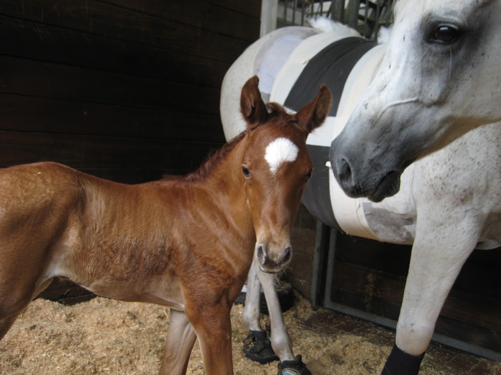 REC Equine Specialists | veterinary care | 373-379 Wallgrove Rd, Horsley Park NSW 2175, Australia | 0293997722 OR +61 2 9399 7722