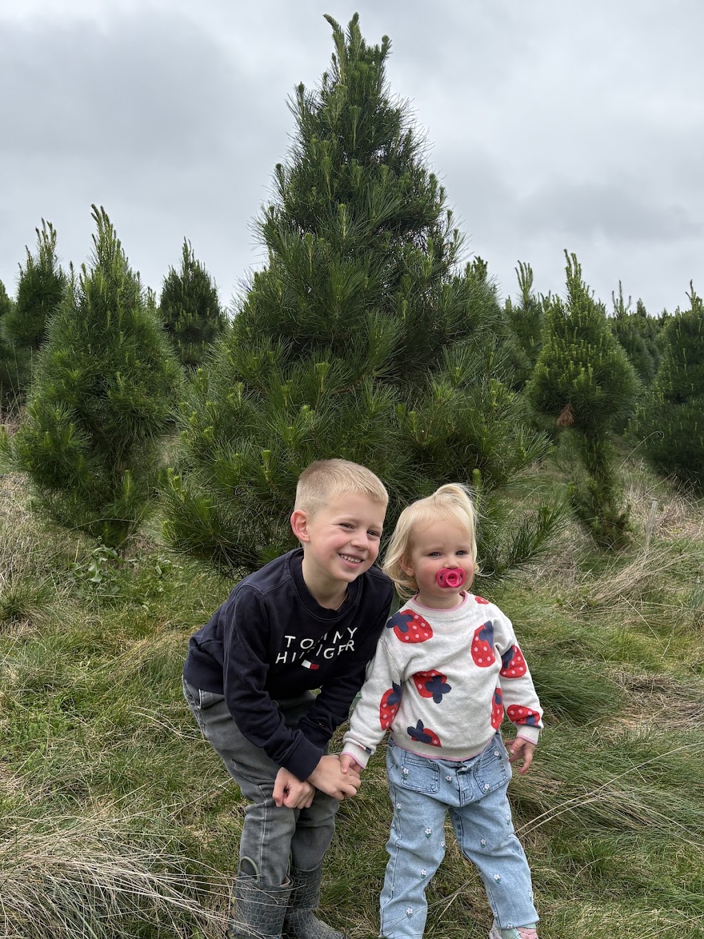 Foster Christmas Tree farm | 125 McKnights Rd, Foster North VIC 3960, Australia | Phone: 0425 857 162