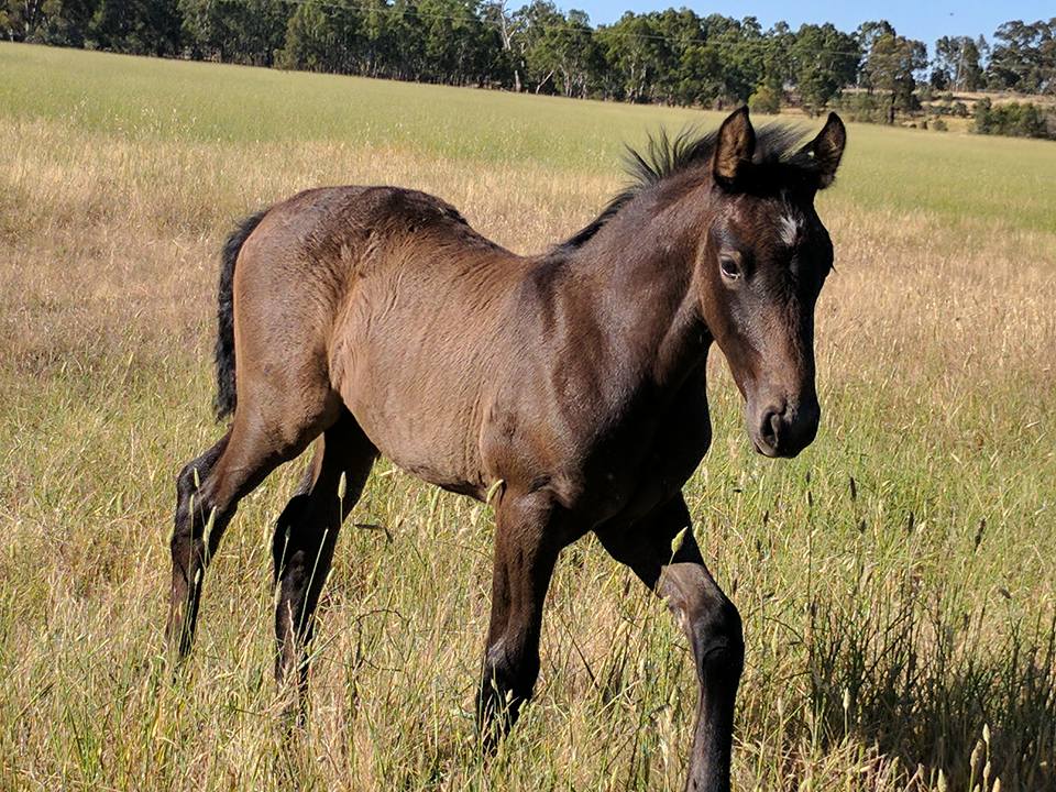 Vinoli Farm | 285 Dorset Rd, Northwood VIC 3660, Australia | Phone: 0420 873 504