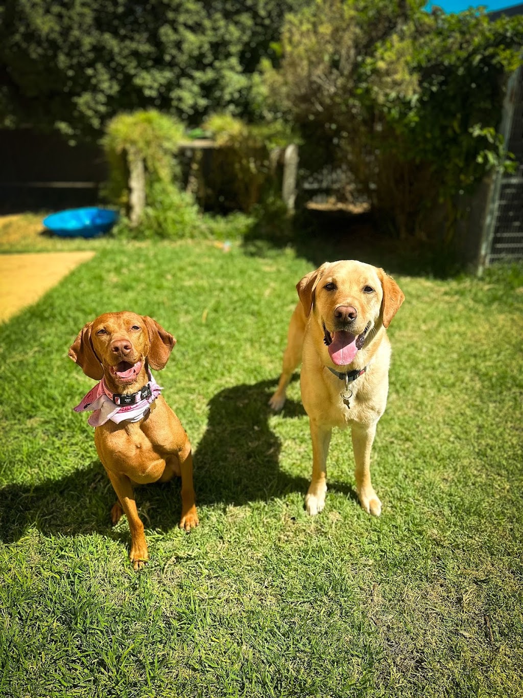 EpicDog Training and Adventures | 89 Strachans Rd, Springton SA 5235, Australia | Phone: 0422 746 068