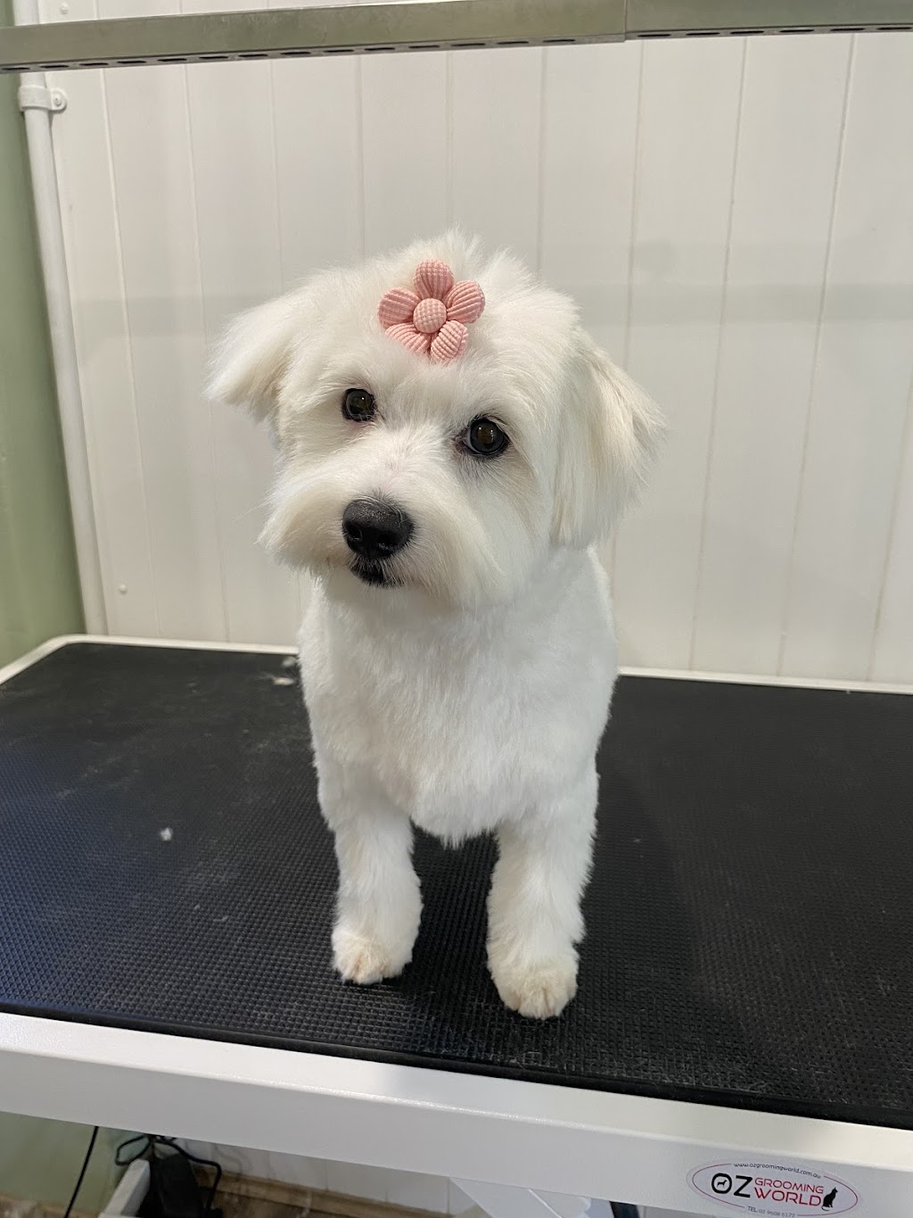 Suds N Pups | 10 Everett Pl, Annangrove NSW 2156, Australia | Phone: 0494 034 828