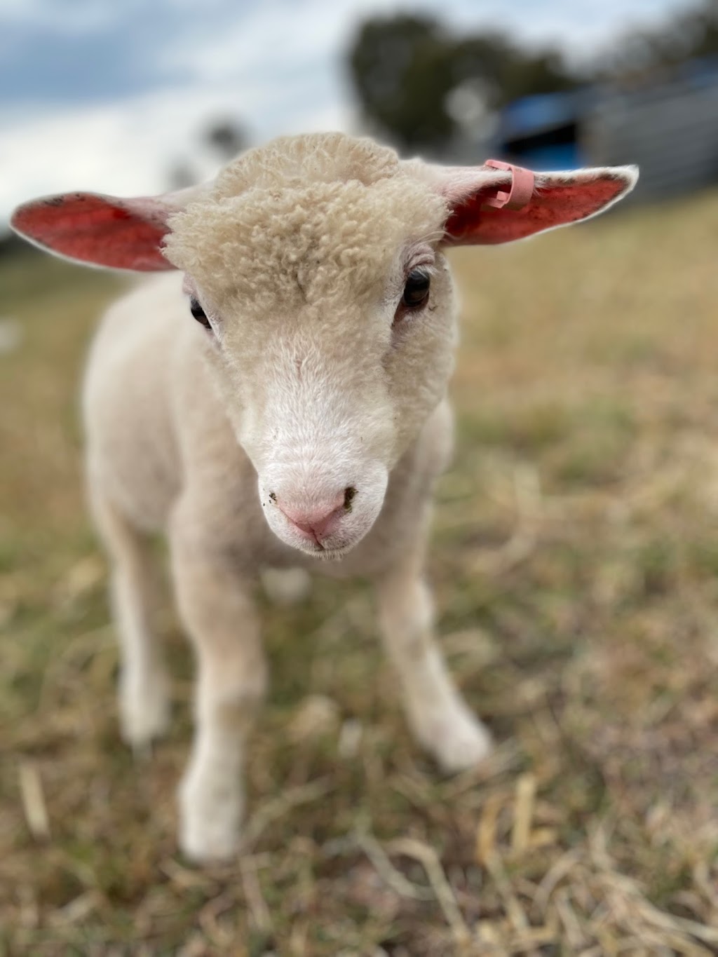 Goorambat Lamb Orphanage | 116 Benalla-Tocumwal Rd, Goorambat VIC 3725, Australia | Phone: 0484 831 411